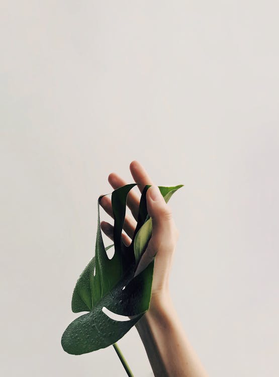 Free Photo of Person Holding Green Leaf Stock Photo