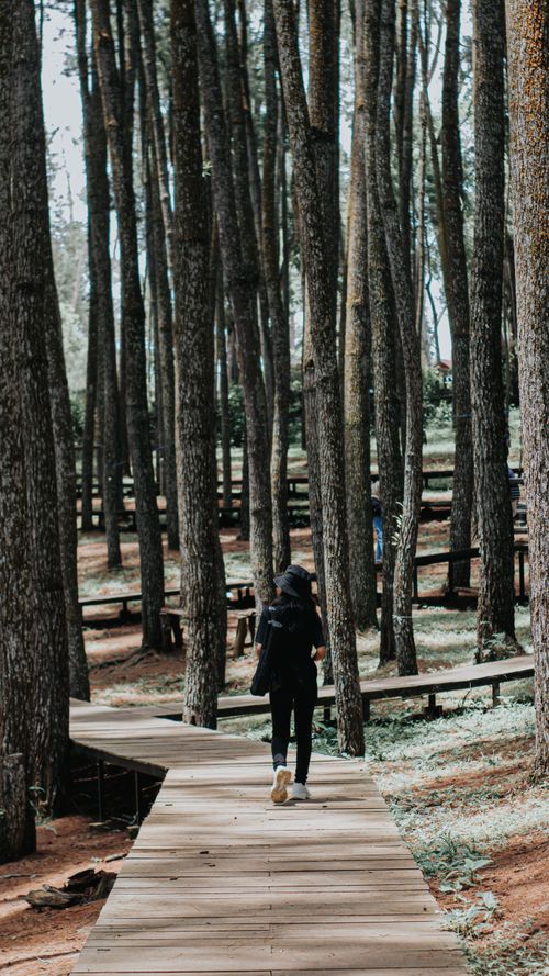 Free A lone traveler walks along a wooden boardwalk amidst tall trees in a serene forest park. Stock Photo