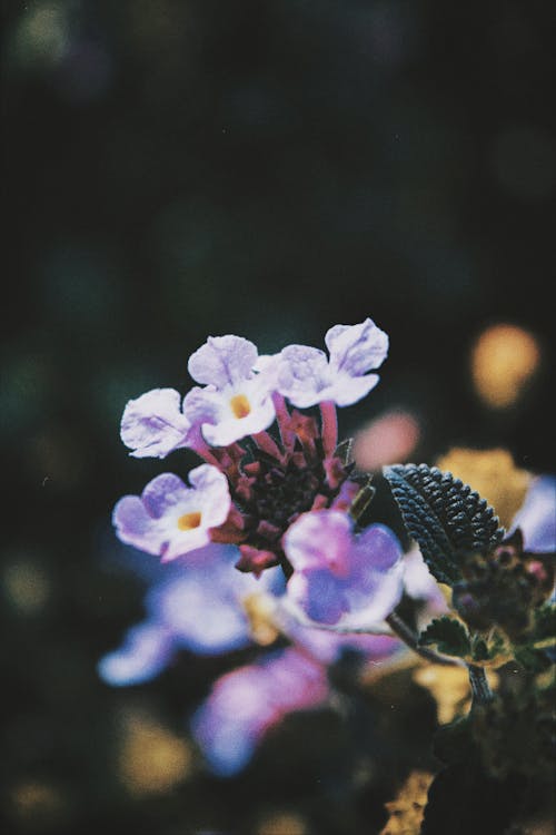 Free stock photo of blooming flowers, flores, macro photography