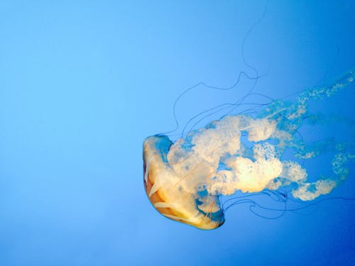 White and Yellow Jellyfish Under Blue Water