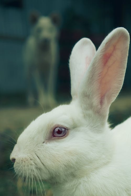 Close-Up Shot of a Rabbit 