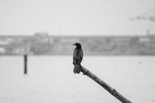 Fotos de stock gratuitas de aviar, bastón de madera, blanco y negro