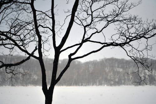 Leafless Tree on the Snow Covered Field