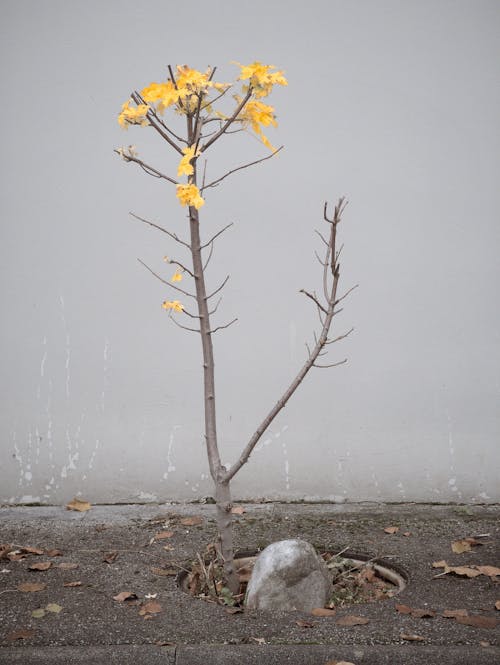 Kostnadsfri bild av betongvägg, grenar, gula löv