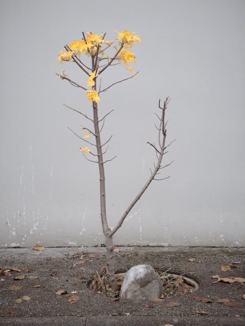 Yellow Leaves on Brown Tree Branches