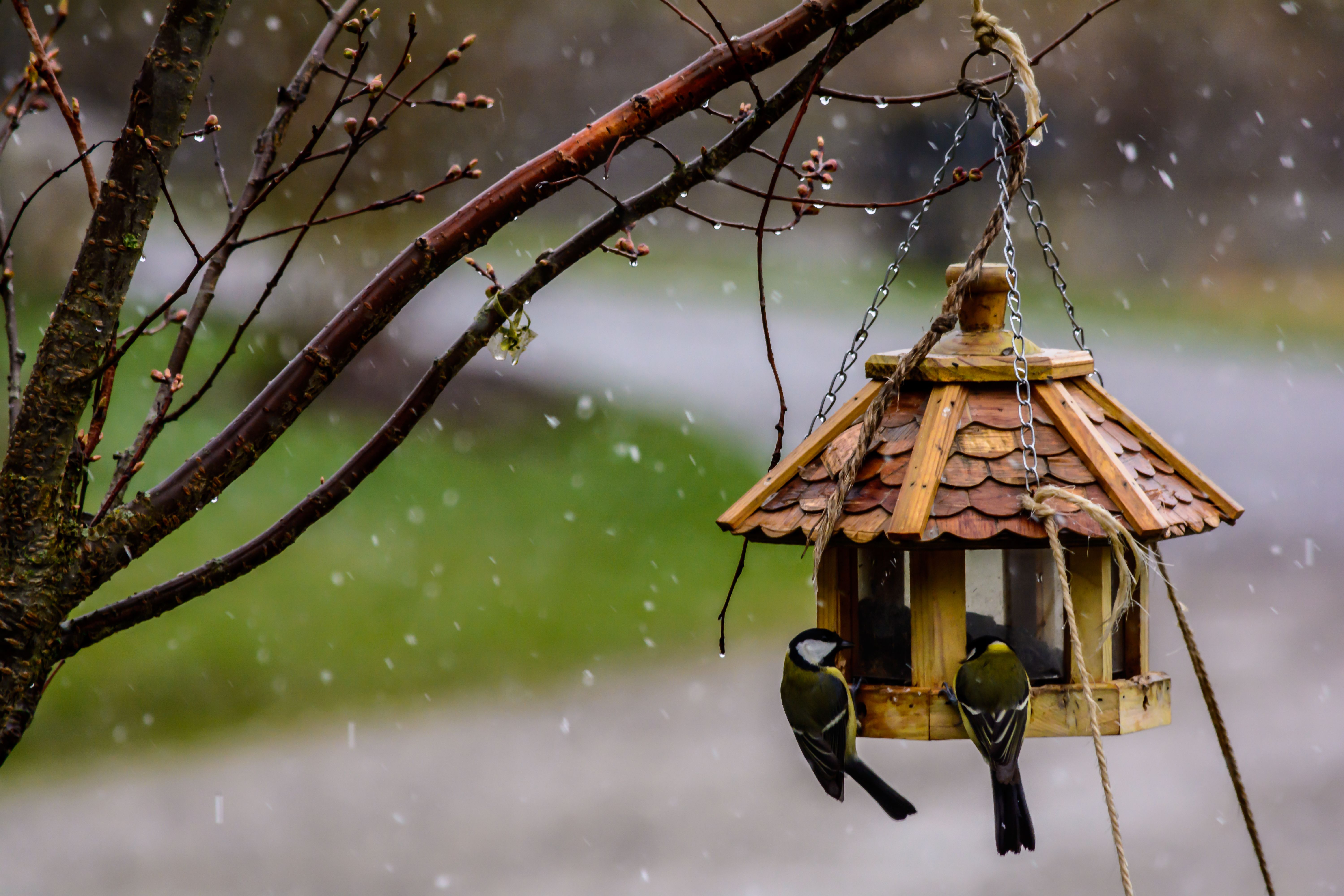Do birds know when bad weather is coming? - The Institute for ...