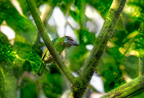 A Red Crown Barbet om the Tree