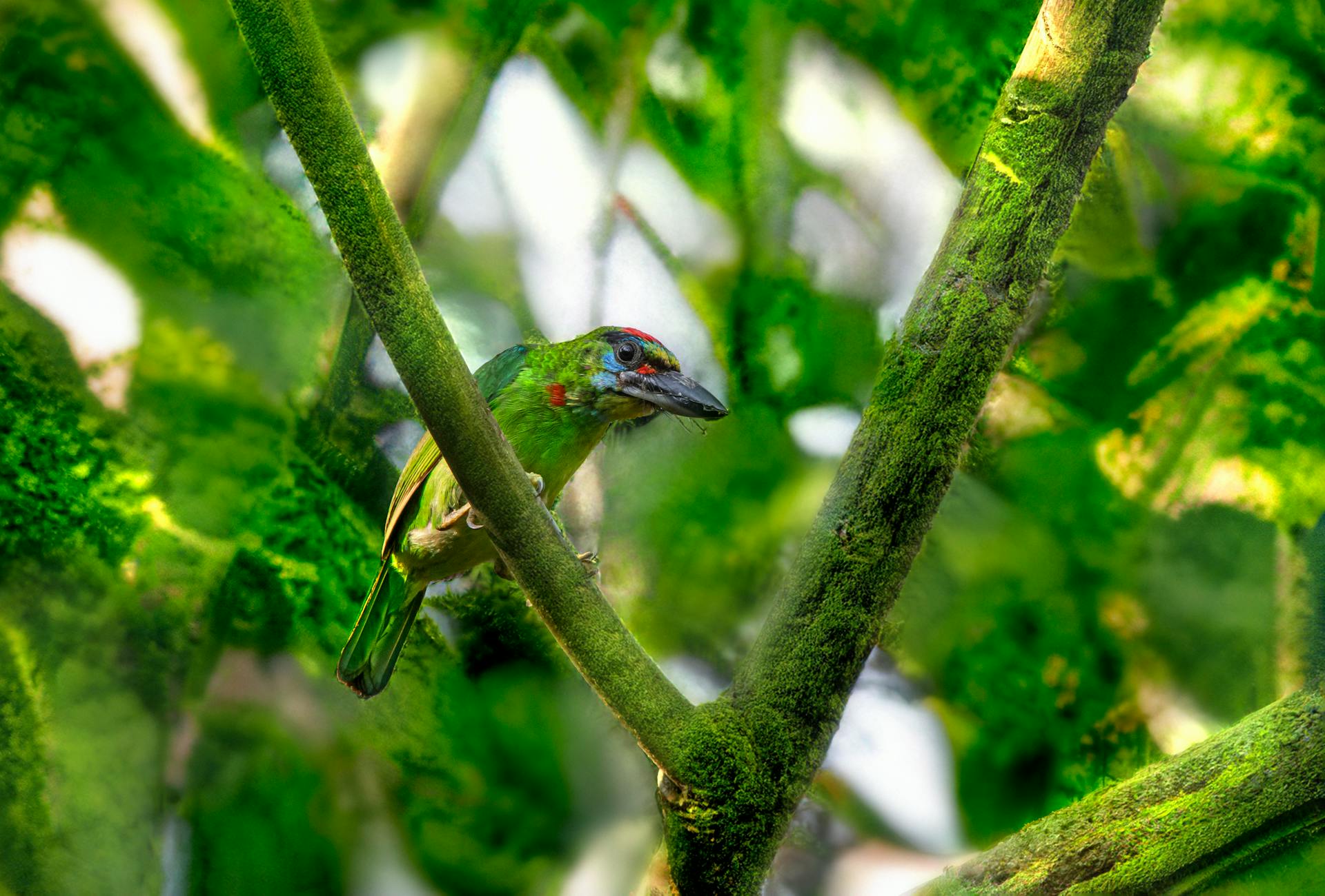 A Red Crown Barbet om the Tree