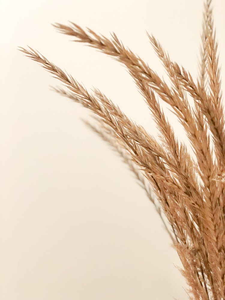 Brown Wheat On White Surface