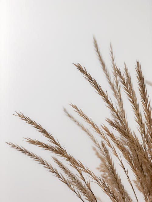 ドライ, 垂直ショット, 小麦の無料の写真素材