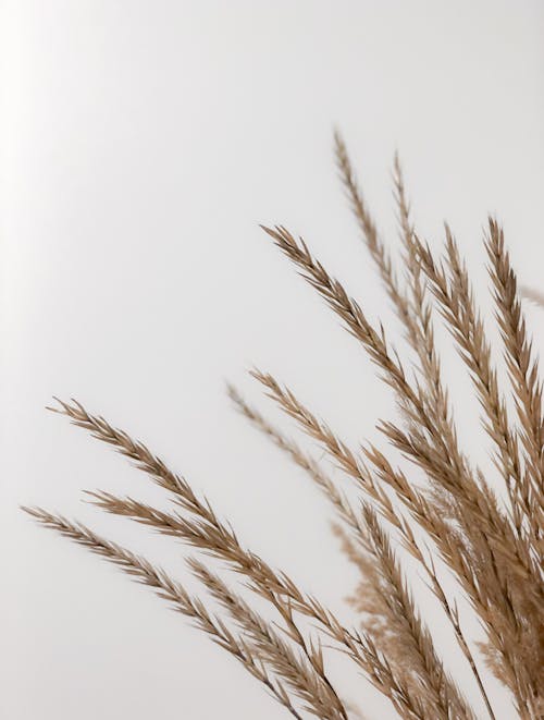 Close-Up Photograph of Dry Grass