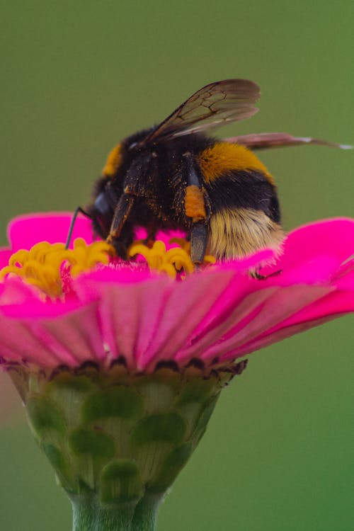 Free A Black and Yellow Bee on a Pink Flower Stock Photo