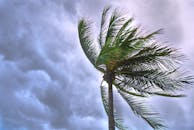 在泰国，一棵棕榈树在多云的天空下随风摇曳