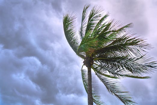 在泰国，一棵棕榈树在阴沉天空下随风摇曳