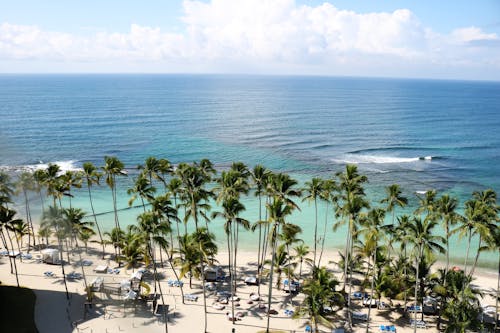 Free Green Palm Trees Near Body of Water Stock Photo