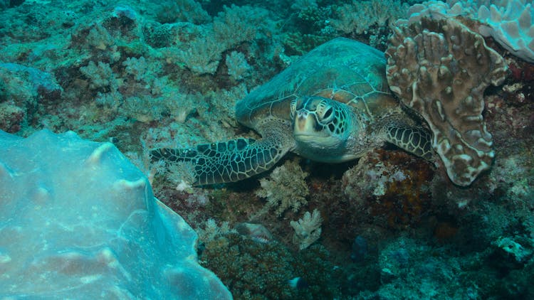 A Turtle On The Reefs Of The Sea