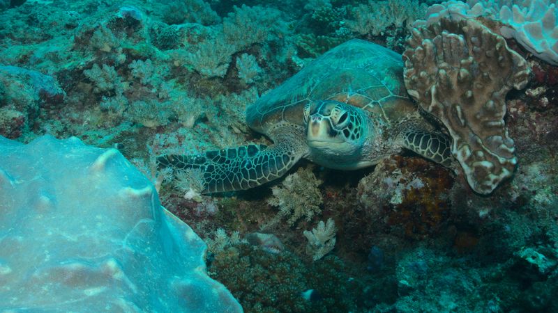 Sea turtle conservation Watamu - family observing turtle rescue