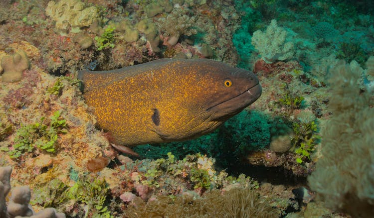 Yellow Edged Moray Eel On Coral Reef