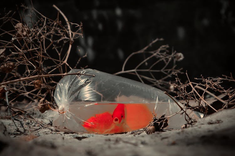 Orange Fish On Clear Plastic