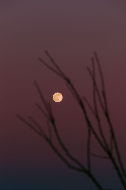 Free A serene full moon rising in the evening sky, framed by bare branches. Tranquil winter scene. Stock Photo