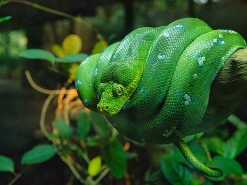A Green Snake Curled Up on a Tree Branch