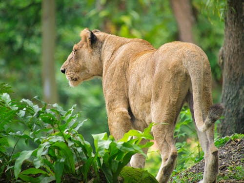 A Brown Lioness in the Jungle