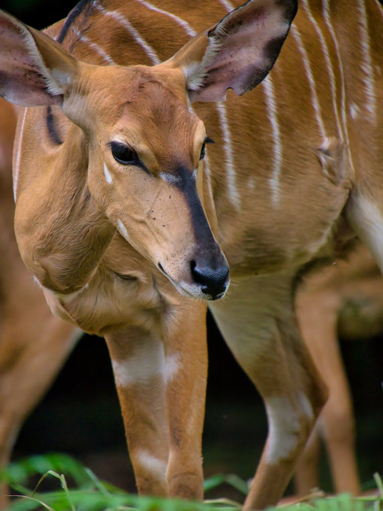 Photograph Of A Nyala