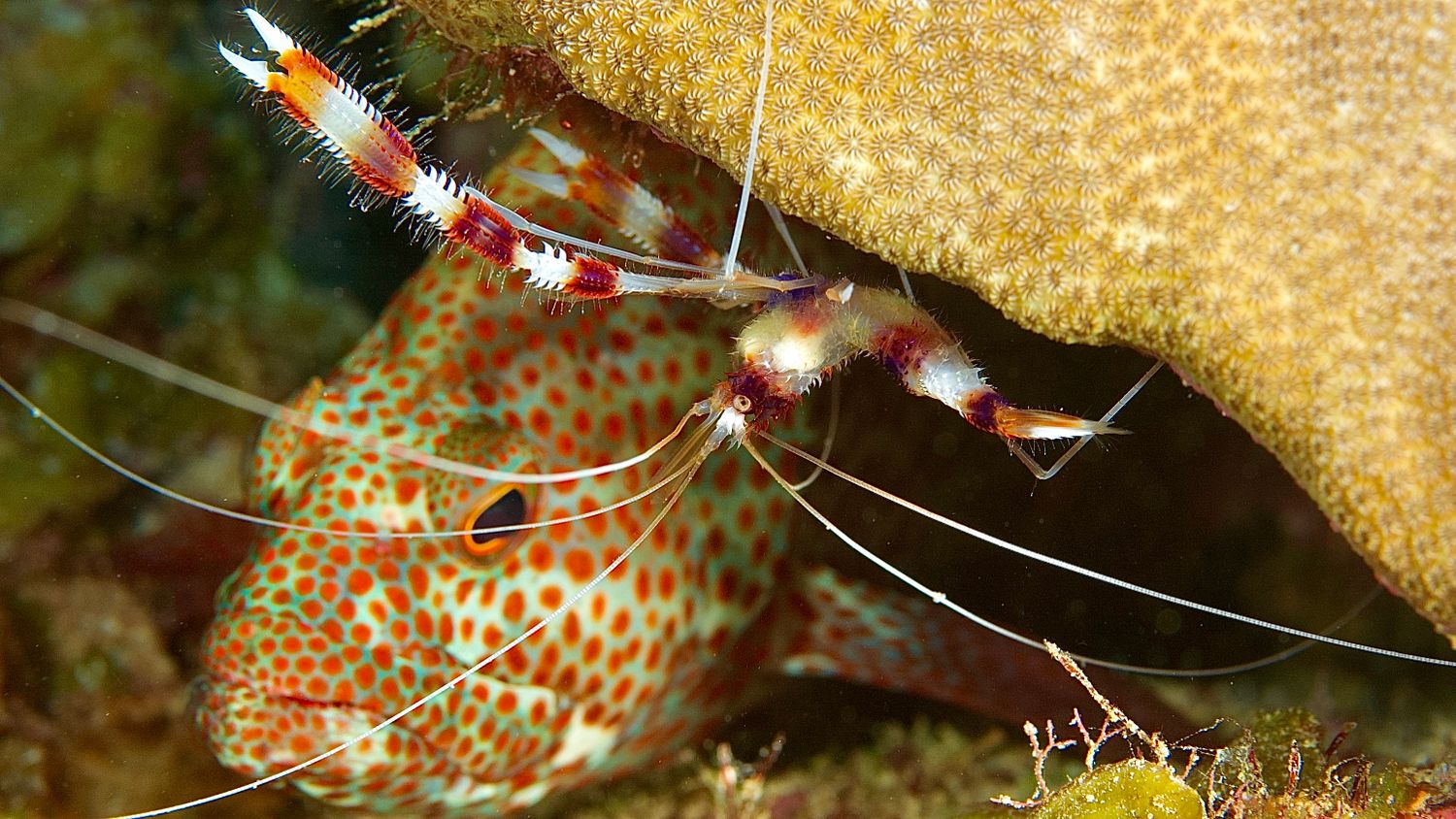 Cleaner Fish Photos, Download The BEST Free Cleaner Fish Stock Photos ...