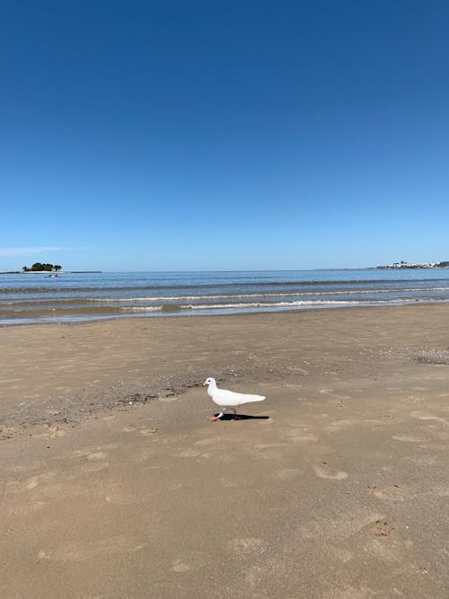 Free stock photo of beach, pigeon, white pigeon Stock Photo