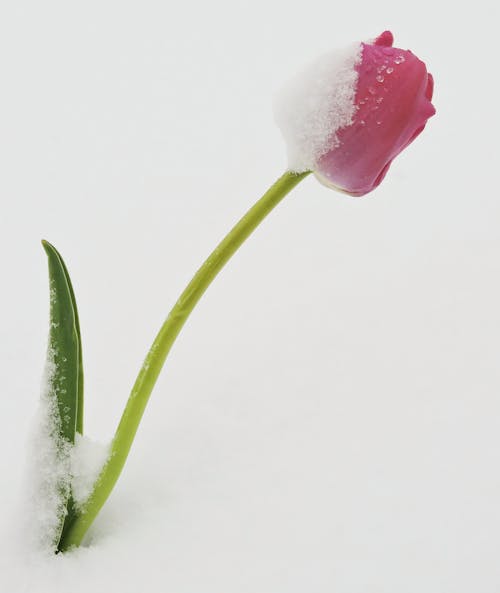 Photo of Red Tulip Flower on Snow