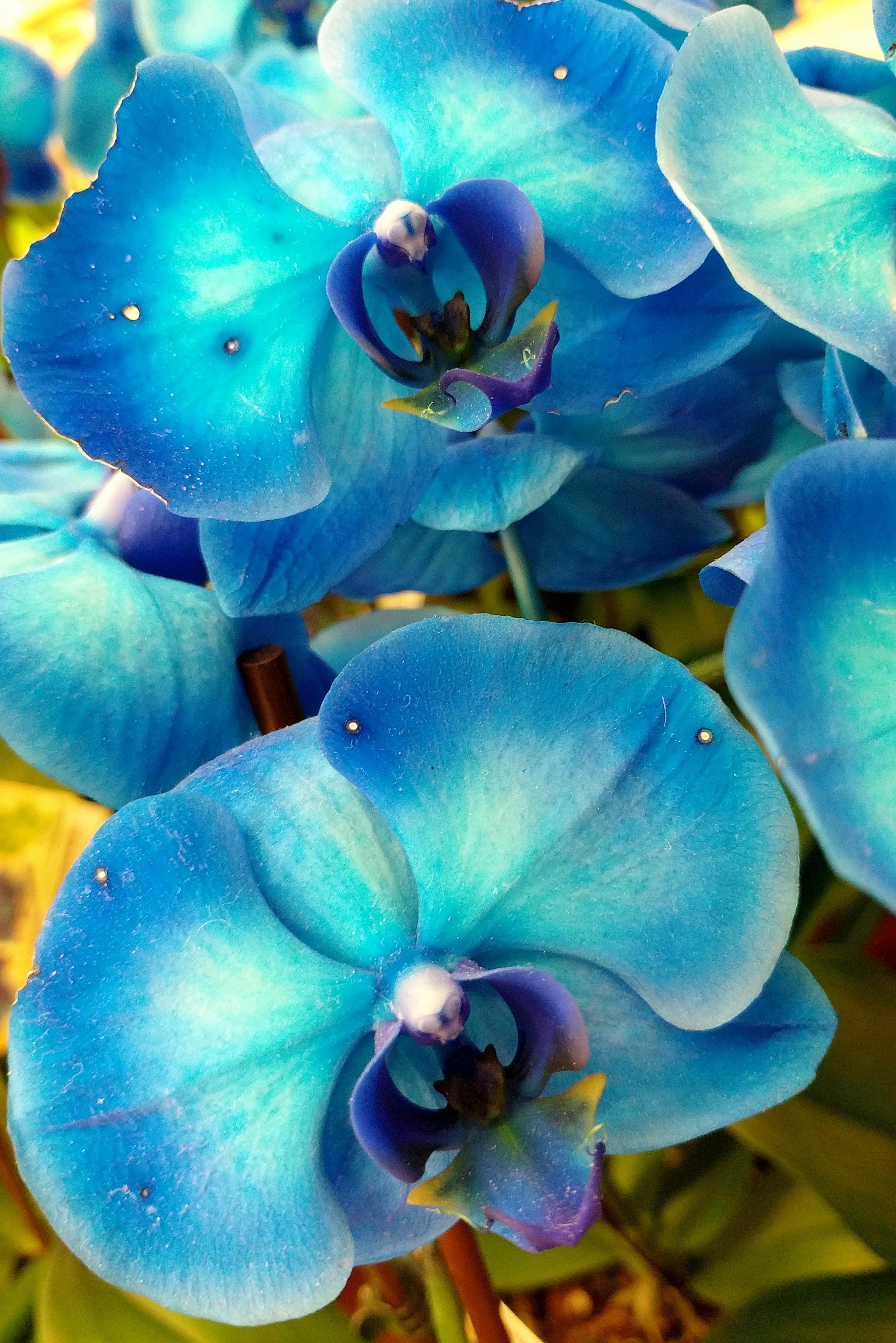Free stock photo of blue orchids, orchids
