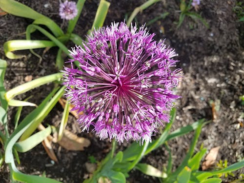 Kostenloses Stock Foto zu lila alliumblume