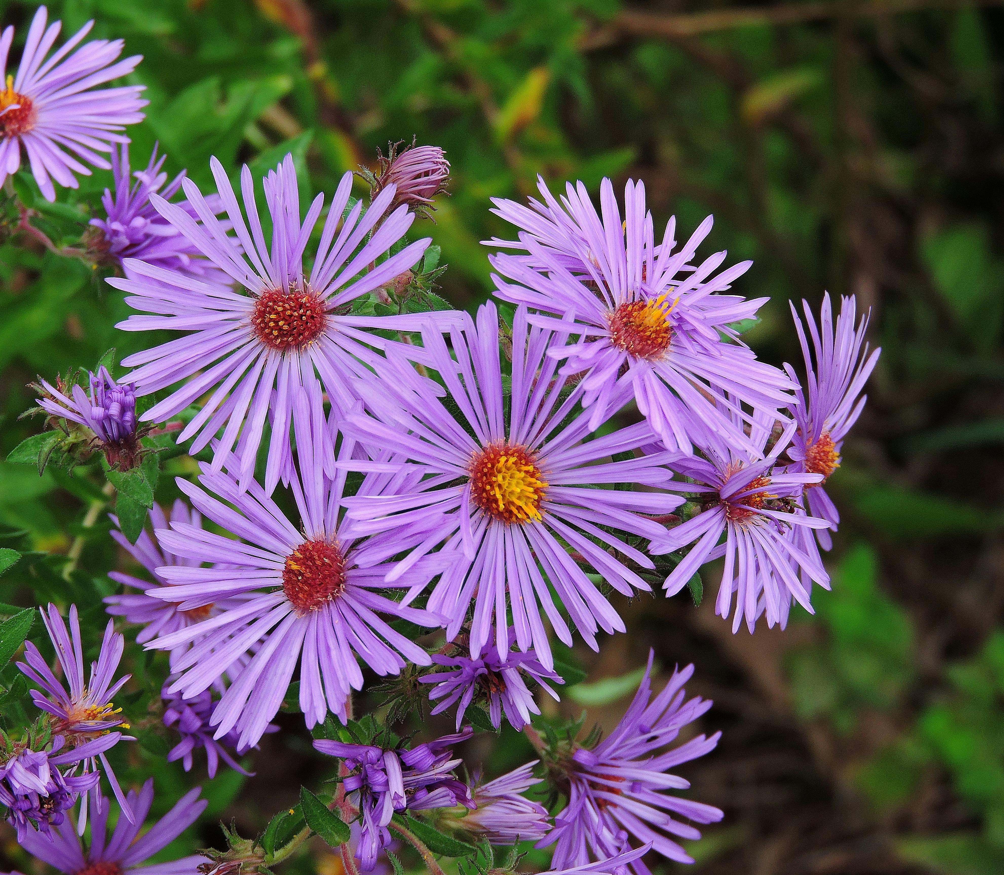 Free stock photo of purple asters, Purple wildflowers, wildflowers