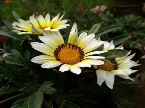 Gratis lagerfoto af børnehave, smukke blomster