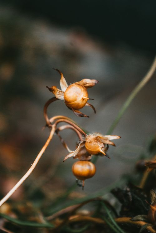 Free Detailed photograph of dried yellow flowers, capturing the beauty of autumn decay. Stock Photo