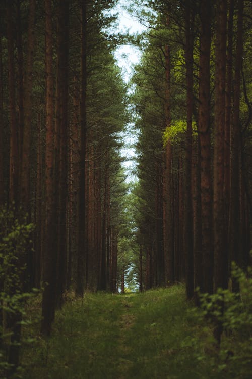 Free Path in Pine Tree Forest Stock Photo