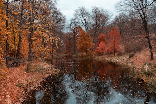 Brown Trees Beside the Lake Under White Sky