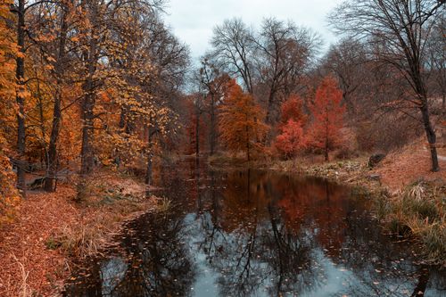 Free Beautiful autumn forest with vibrant colored leaves reflected in a tranquil lake. Stock Photo