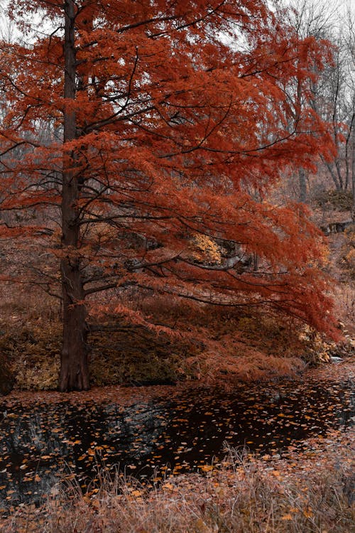 Ingyenes stockfotó barna fák, esés, folyó témában