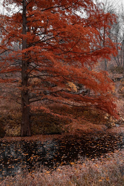 Kostenloses Stock Foto zu braune bäume, fluss, getrocknete blätter