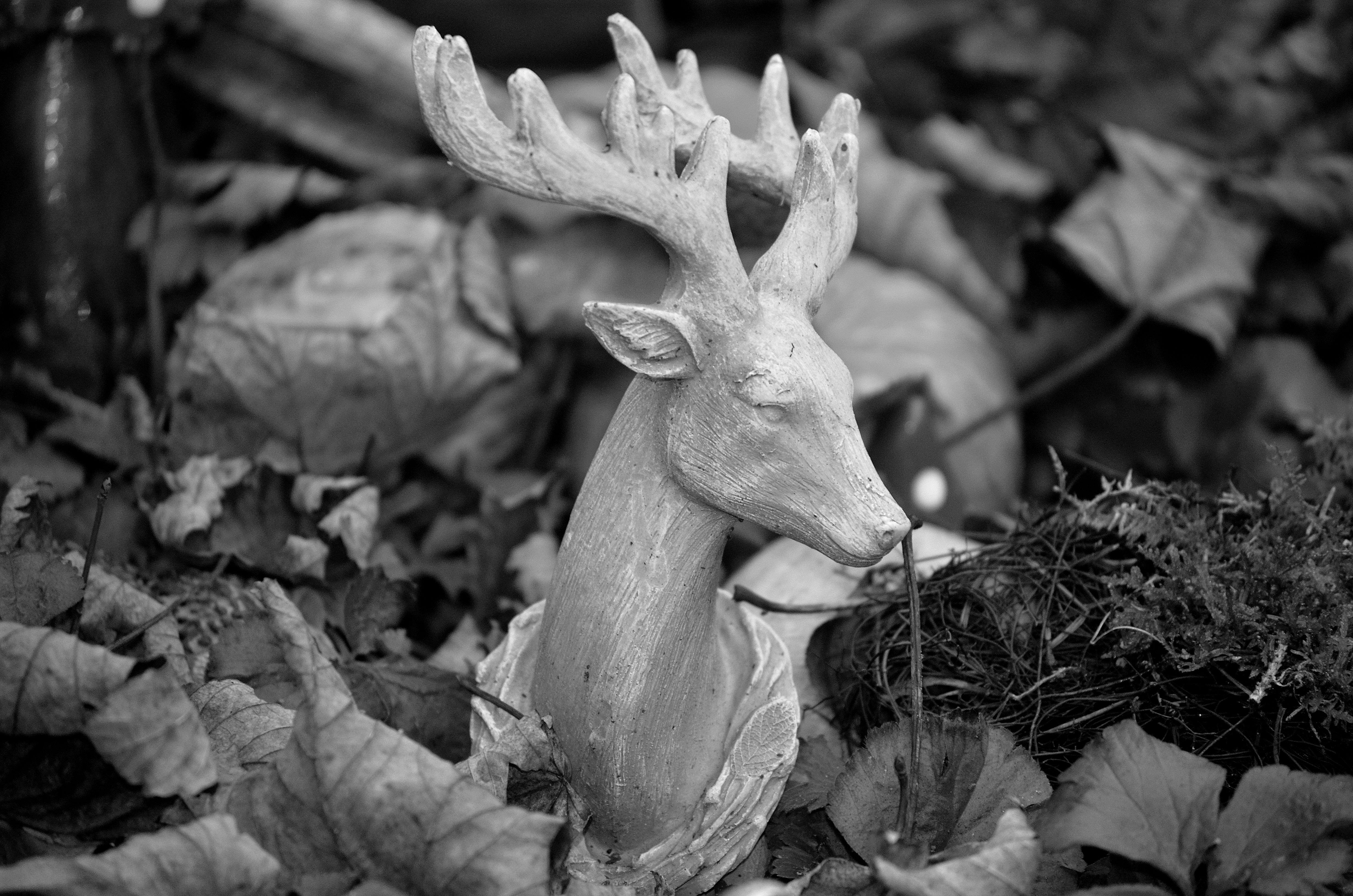 grátis Foto profissional grátis de @exterior, Alemanha, animais selvagens Foto profissional