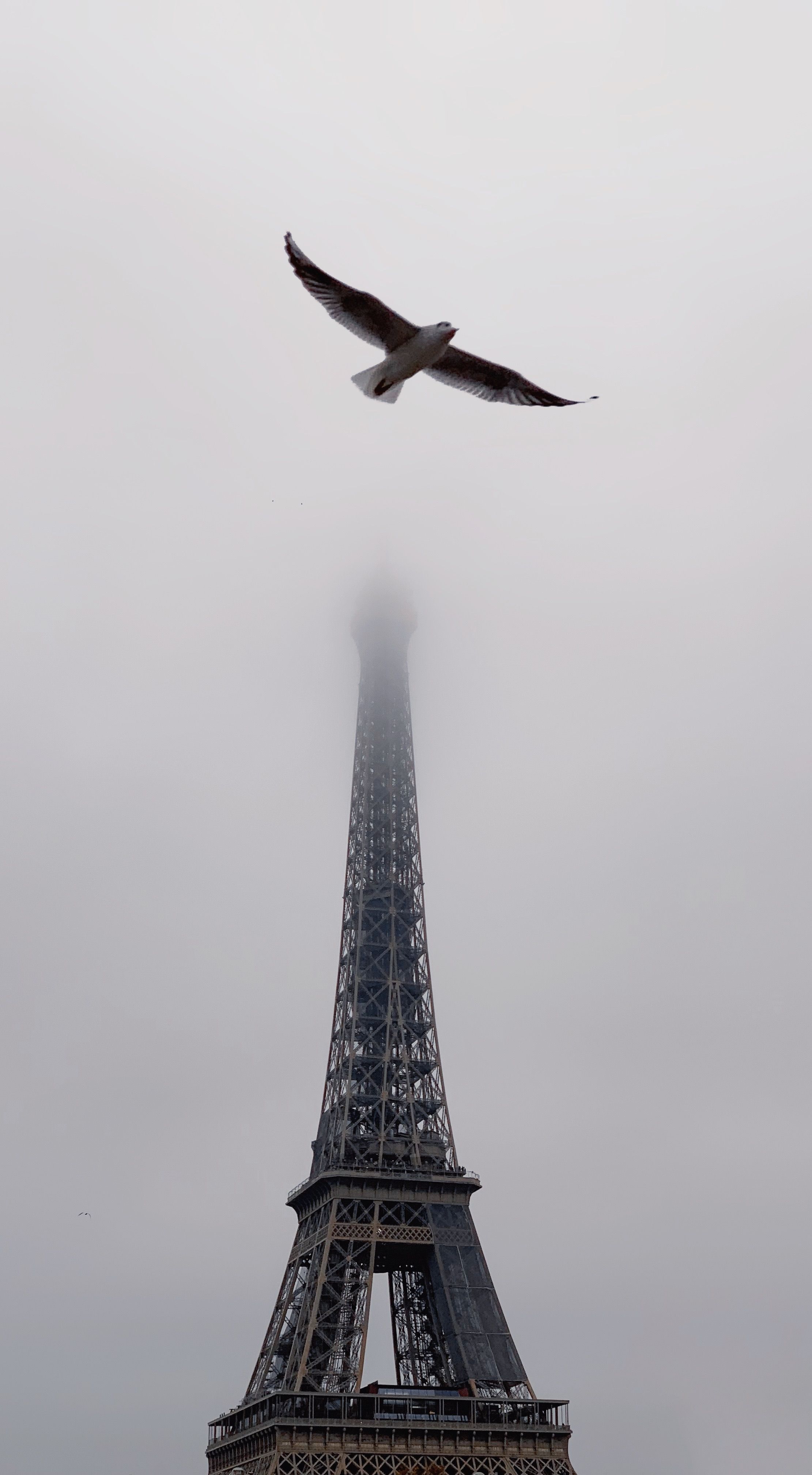 Picture Idea: A Bird Flying Over The Eiffel Tower