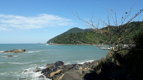 Immagine gratuita di acqua azzurra, alberi forestali, amante della spiaggia