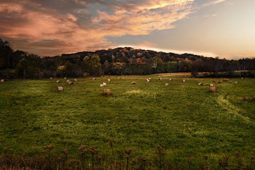 A Green Grass Field with Hay Rolls