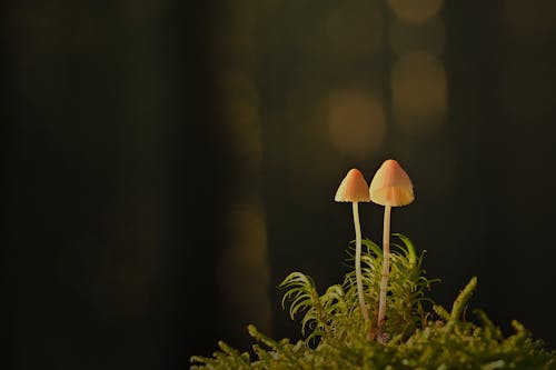 Close-Up Photograph of Mushrooms