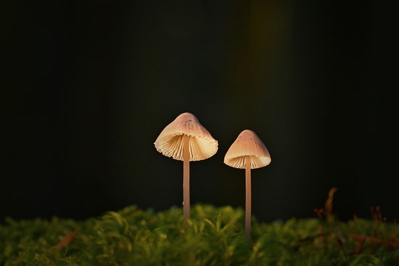 Detailed close-up image of two bleeding fairy helmet mushrooms (Mycena haematopus) in a natural setting.