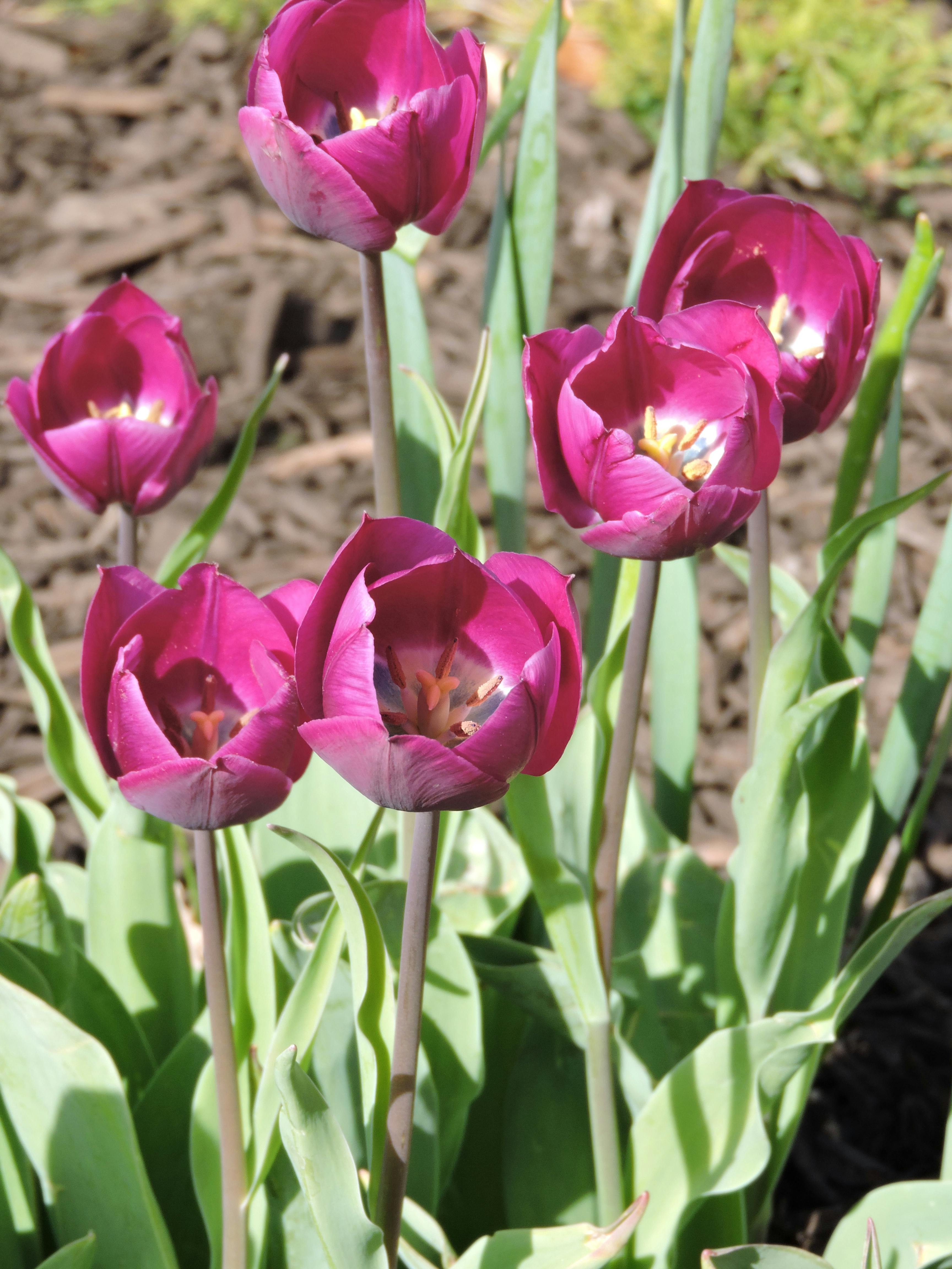 Free stock photo of close up flower, fuschia tulips, Pink Tulips