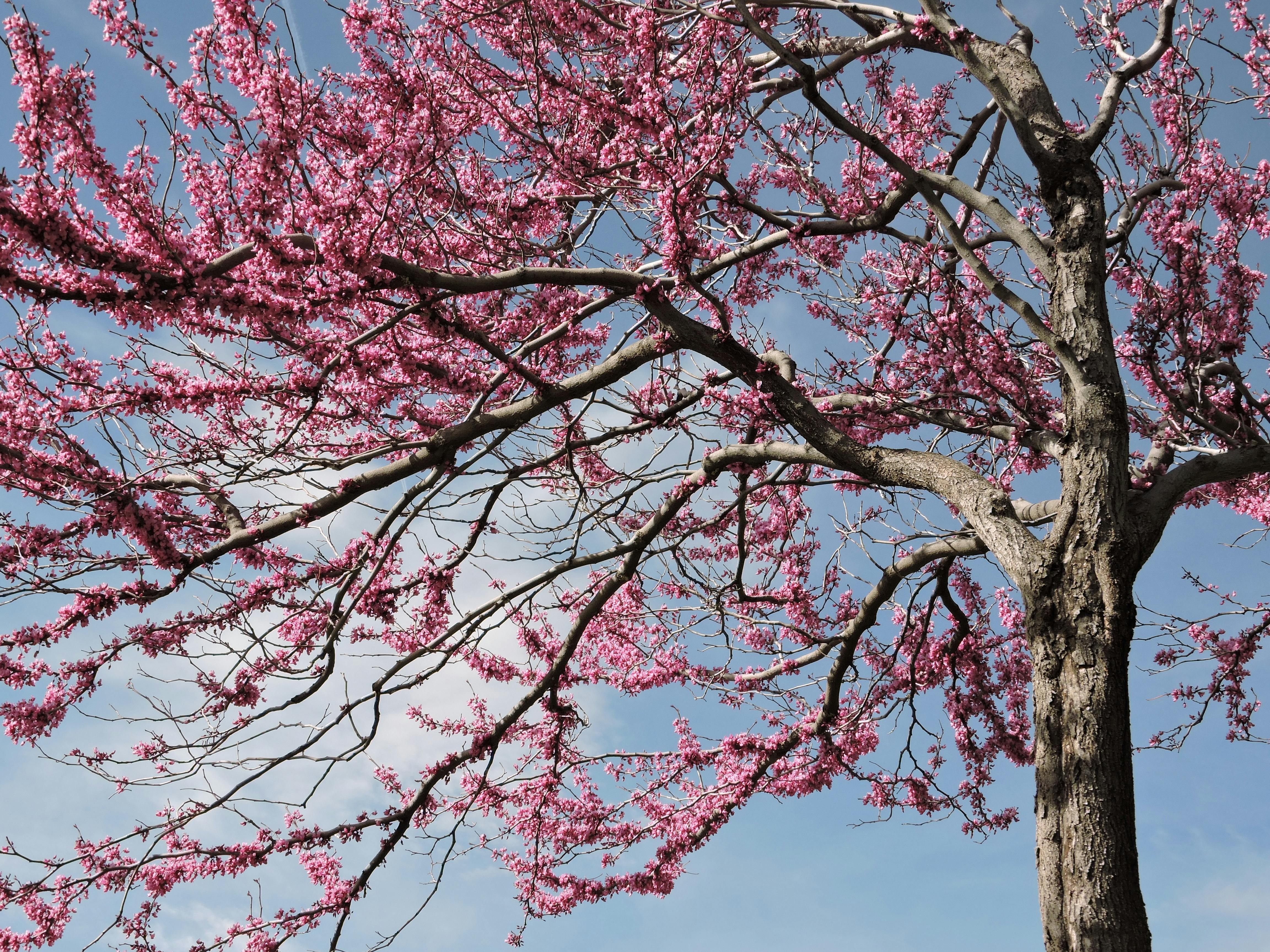 美しい花の画像 最高かつ最も包括的なピンク の 花の木