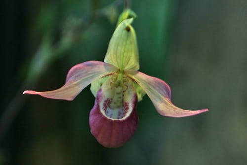 Kostenloses Stock Foto zu orchideen
