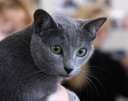 Free stock photo of russian blue